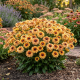 Rudbeckia Flamenco Vanilla P14