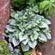 Brunnera Wielkolistna Silver Heart P15