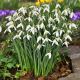 Śnieżyca Galanthus Elwesii P12