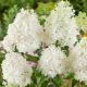 Hortensja bukietowa Grandiflora P9