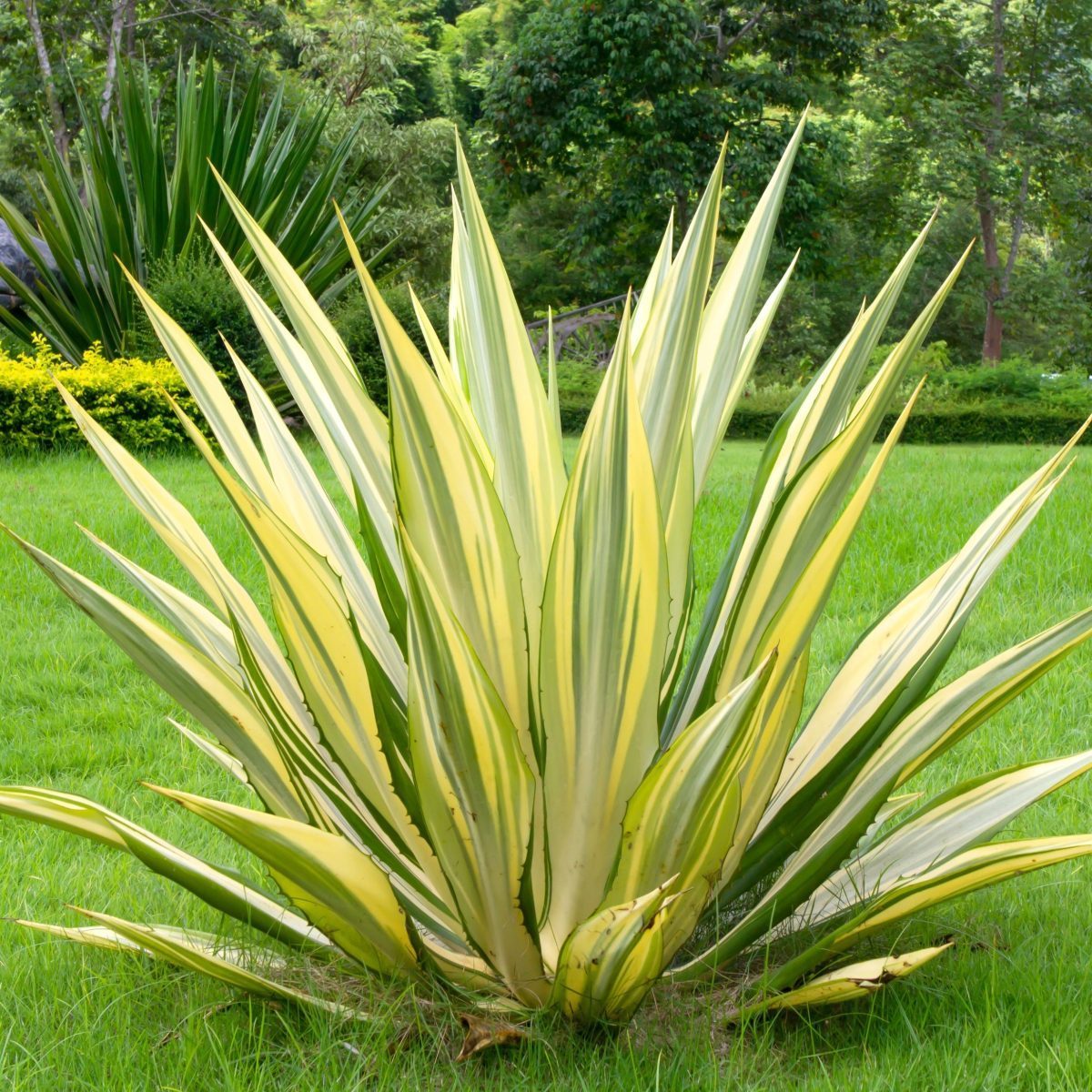 Juka 'Colour Guard' Yucca filamentosa P17