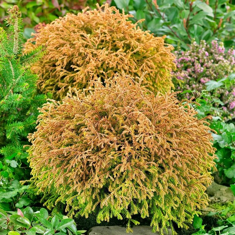 Thuja Golden Tuffet P9