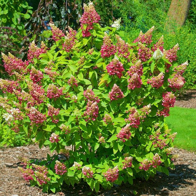 Hortensja Bukietowa Pinky-Winky P9