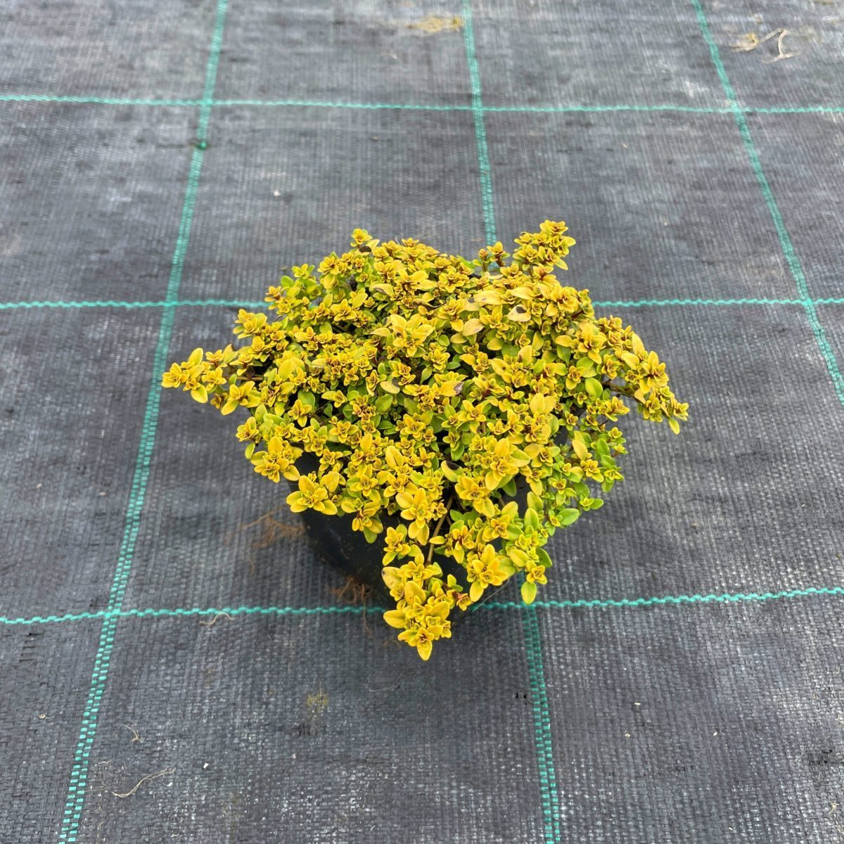 Macierzanka Cytrynowa Bertram Anderson P9