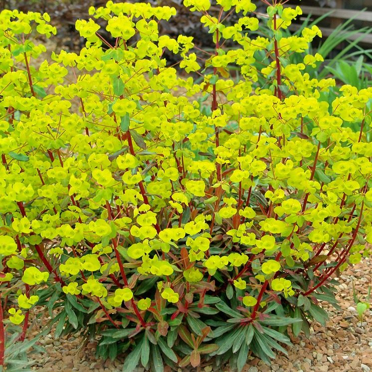 Euphorbia amygdaloides Purpurea P15