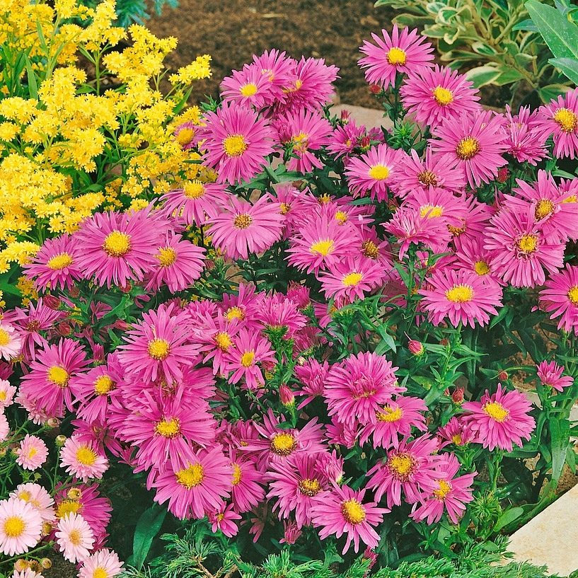 Aster Nowobelgijski Krzaczasty Island Tsonga P12