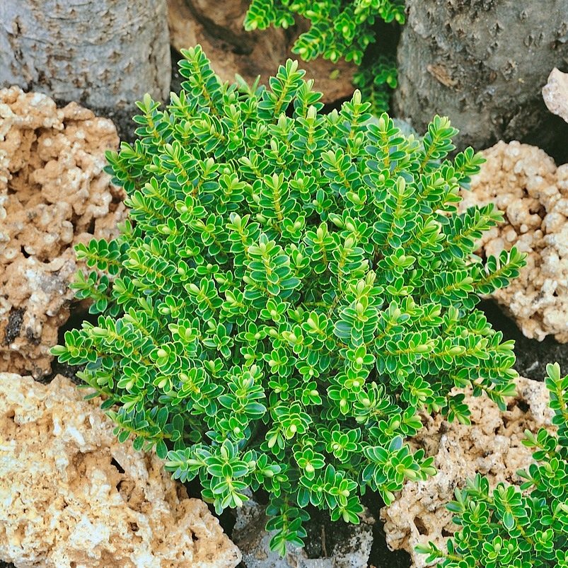 Hebe Vernicosa P11
