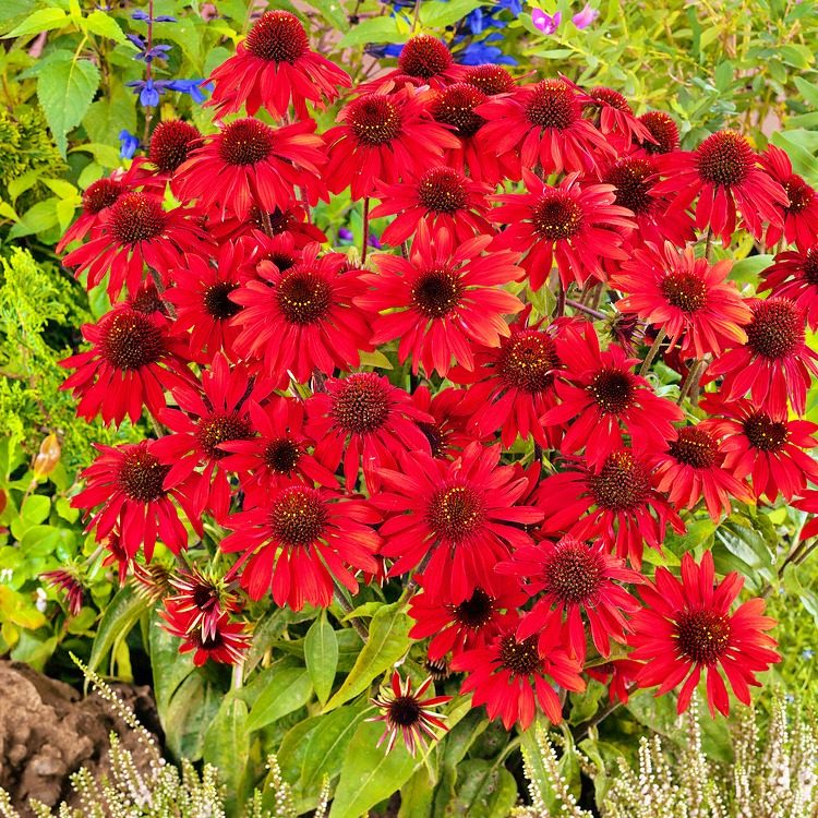 Jeżówka Purpurowa Red Pearl P14