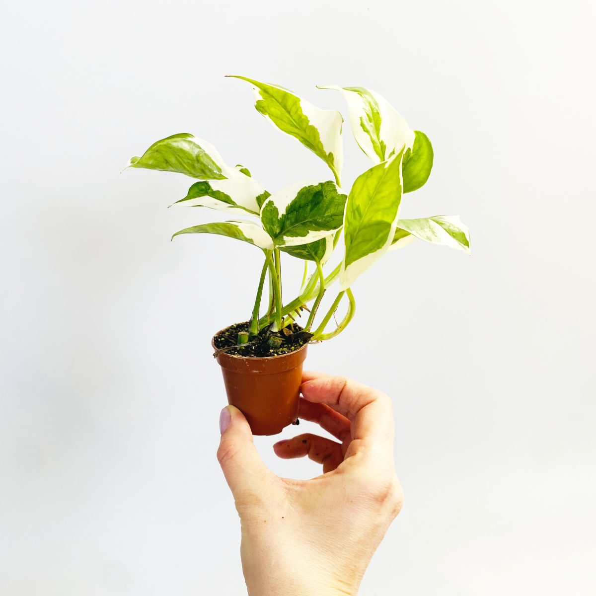 Epipremnum N'Joy P7