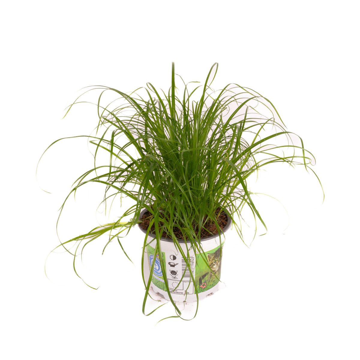 Cyperus Zumula P12