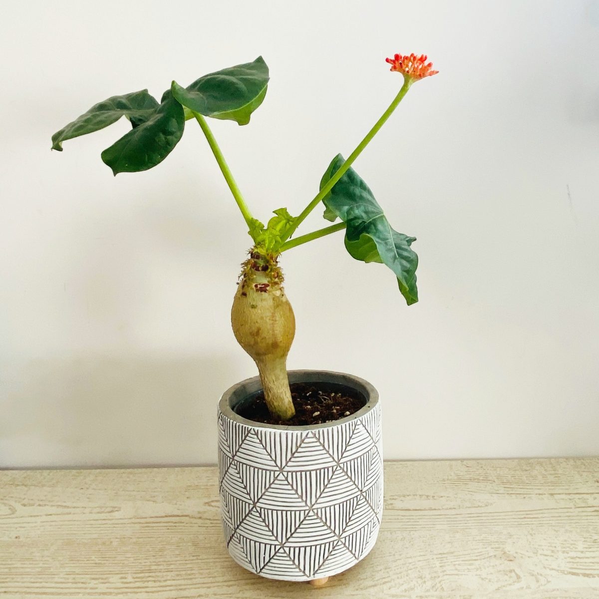 Jatropha Podagrica P13