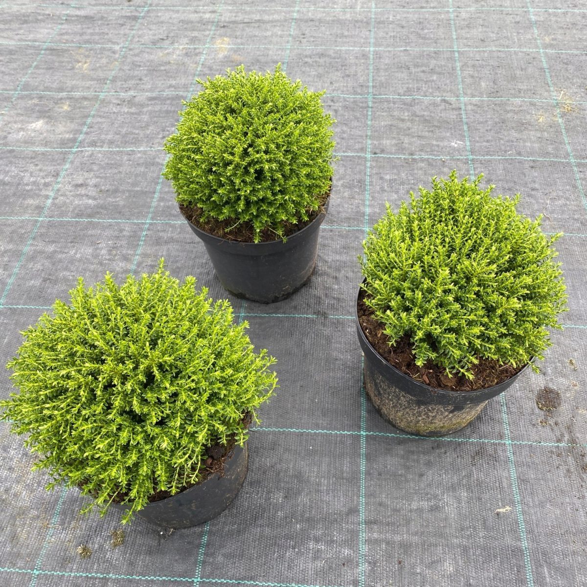 Hebe Green Globe P17