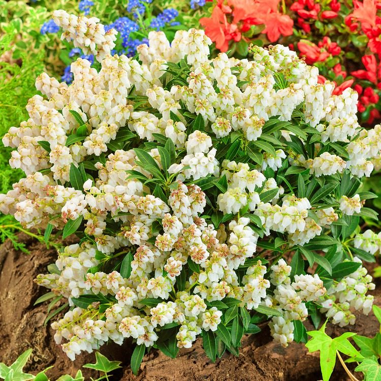 Pieris Japoński Purity P9