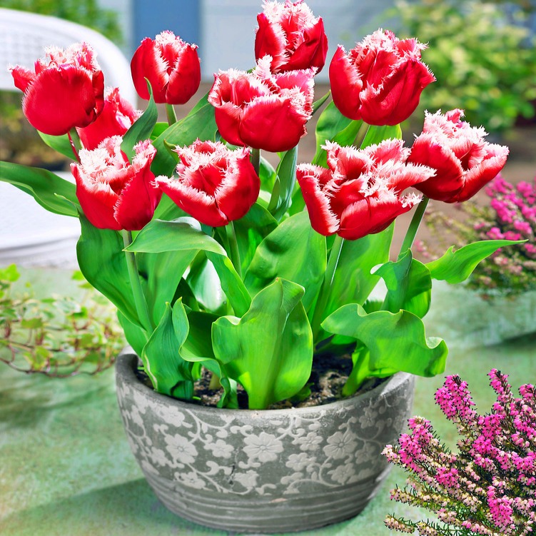Tulipan New Santa P12