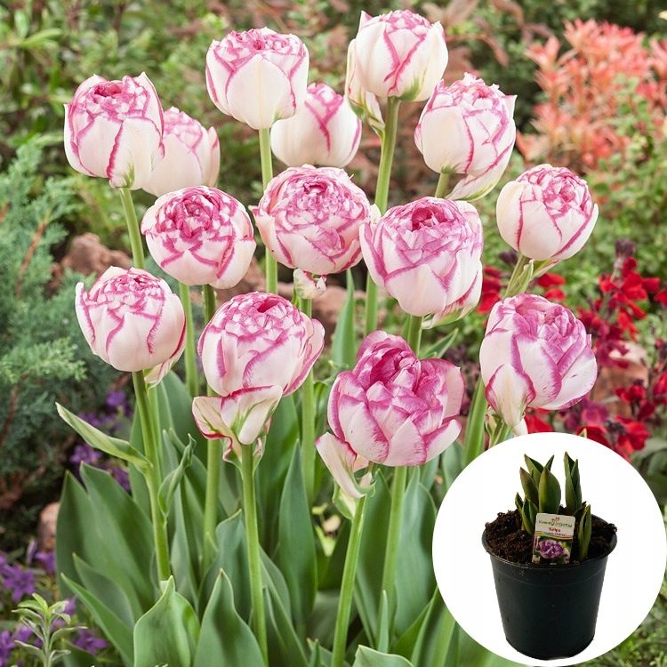 Tulipan Double Shirley P14