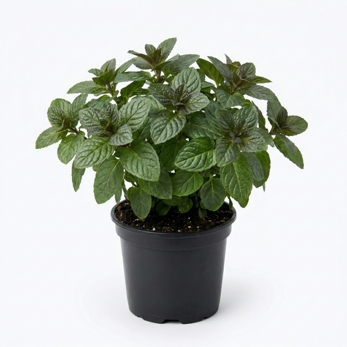 Mięta Grejfrutowa P11