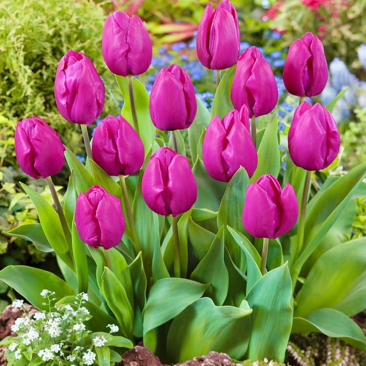Tulipan Fioletowy P9