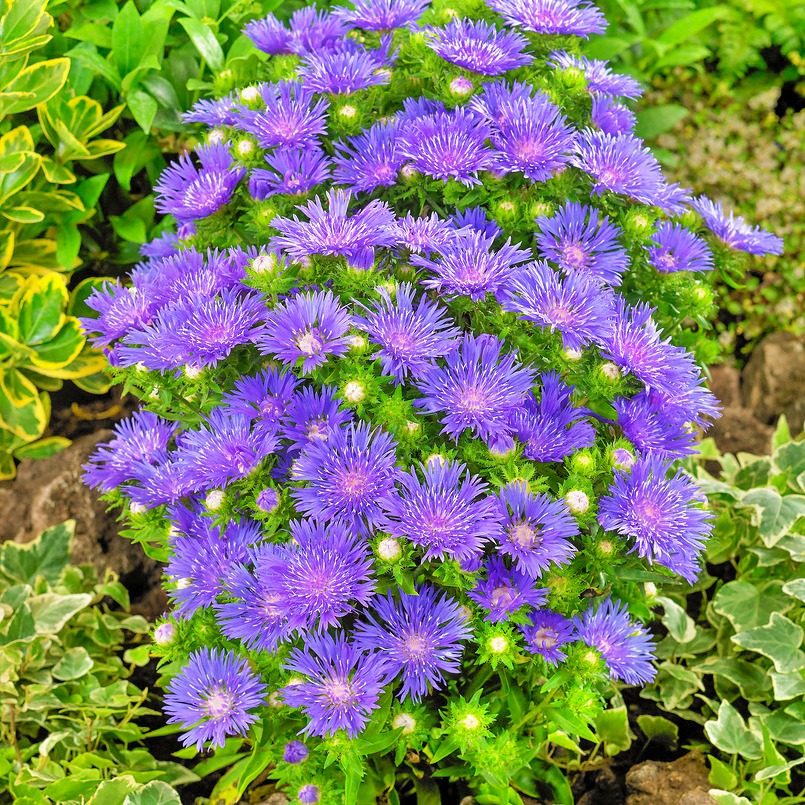 Stokezja gładka Mel's Blue - Stokesja laevis P14