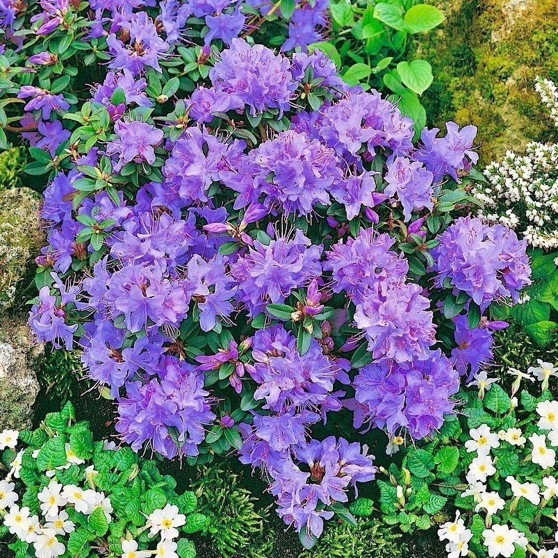 Rhododendron Blue Tit P19