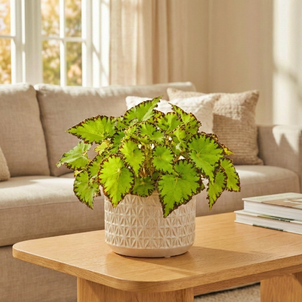 Begonia Królewska 'Lima Love' P13