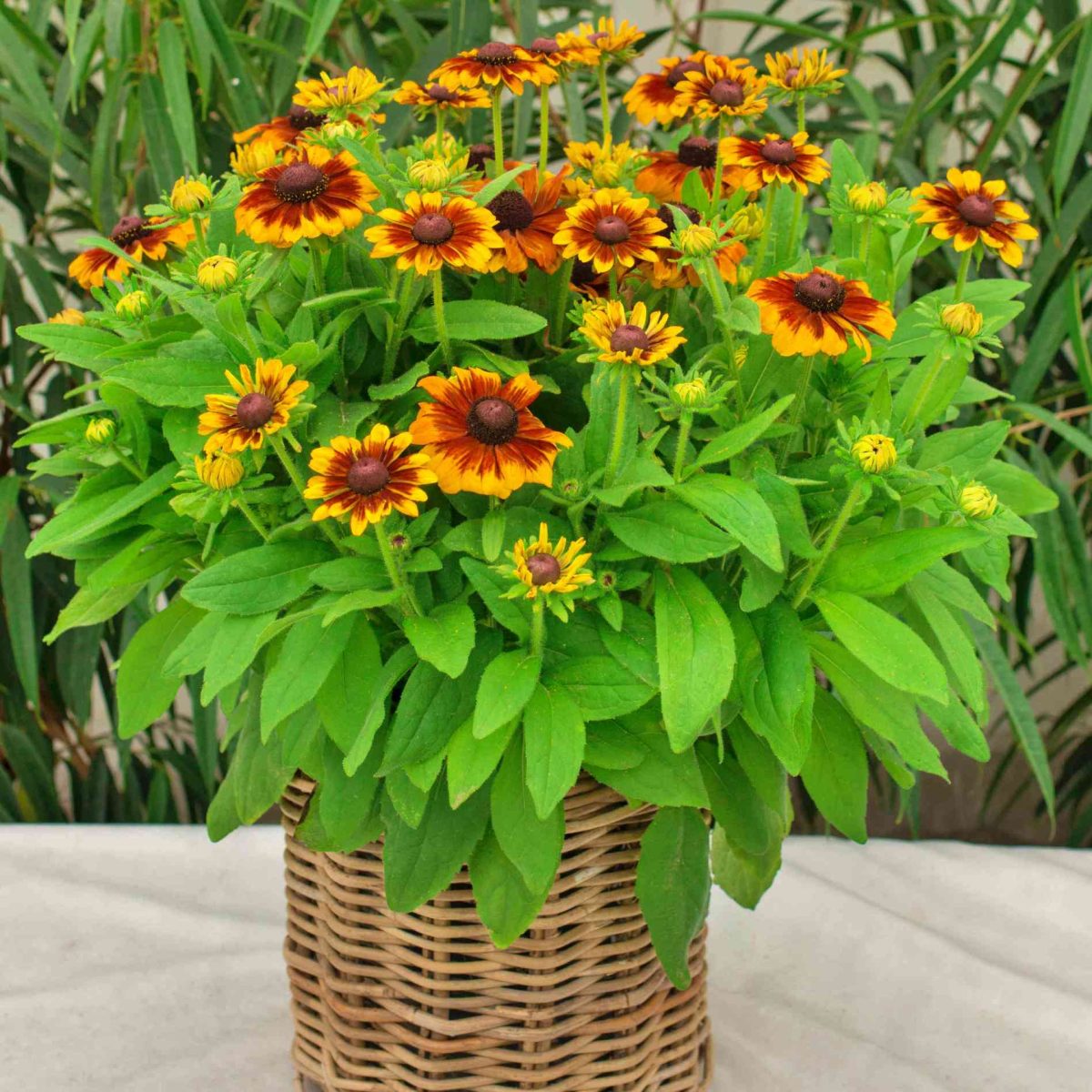 Rudbekia Littlebeckia Sunrise P14