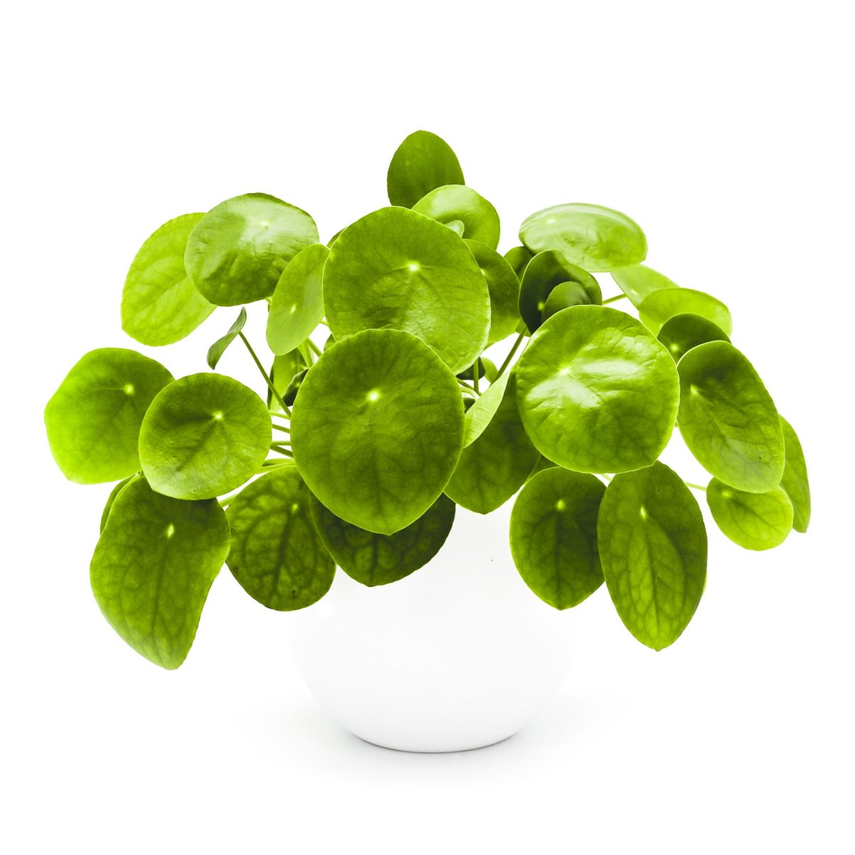 Pilea Peperomiowata Pieniążek P10