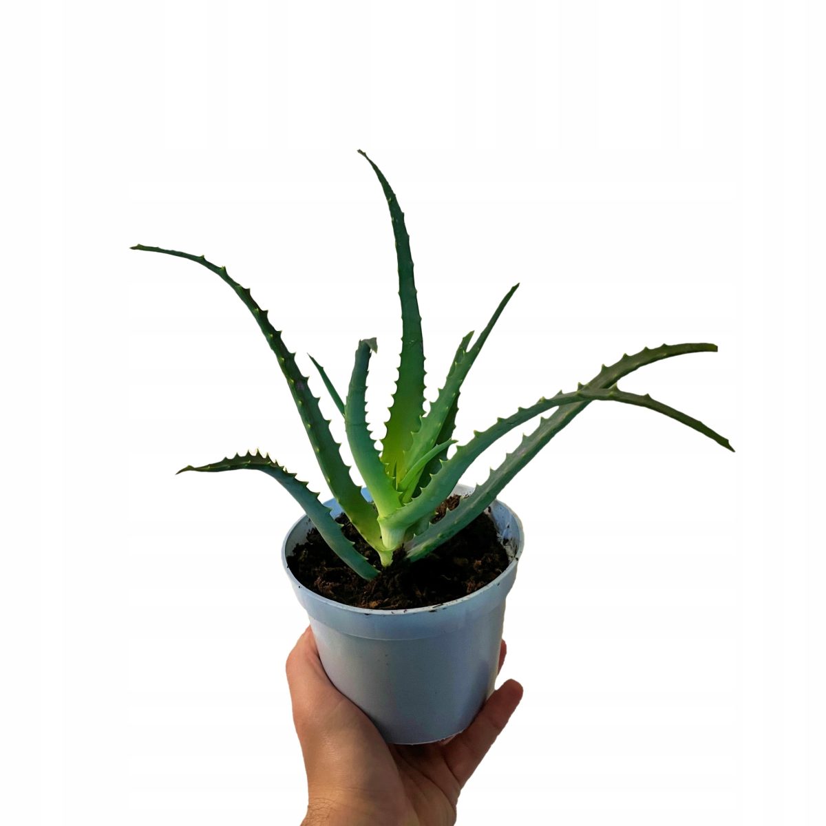 Aloes Leczniczy P13