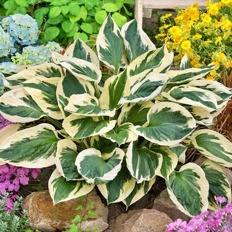 Hosta Patriot P14