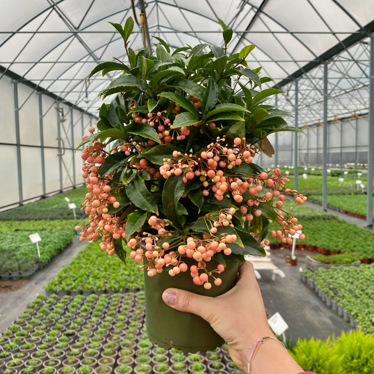 Ardisia Crenata Łososiowa P14