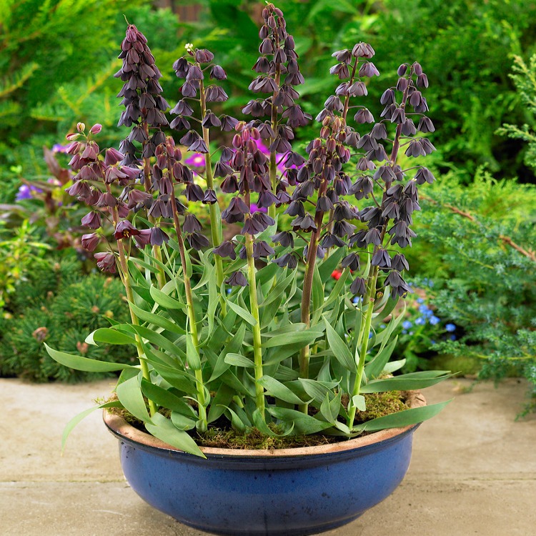 Szachownica Fritillaria Persica P13