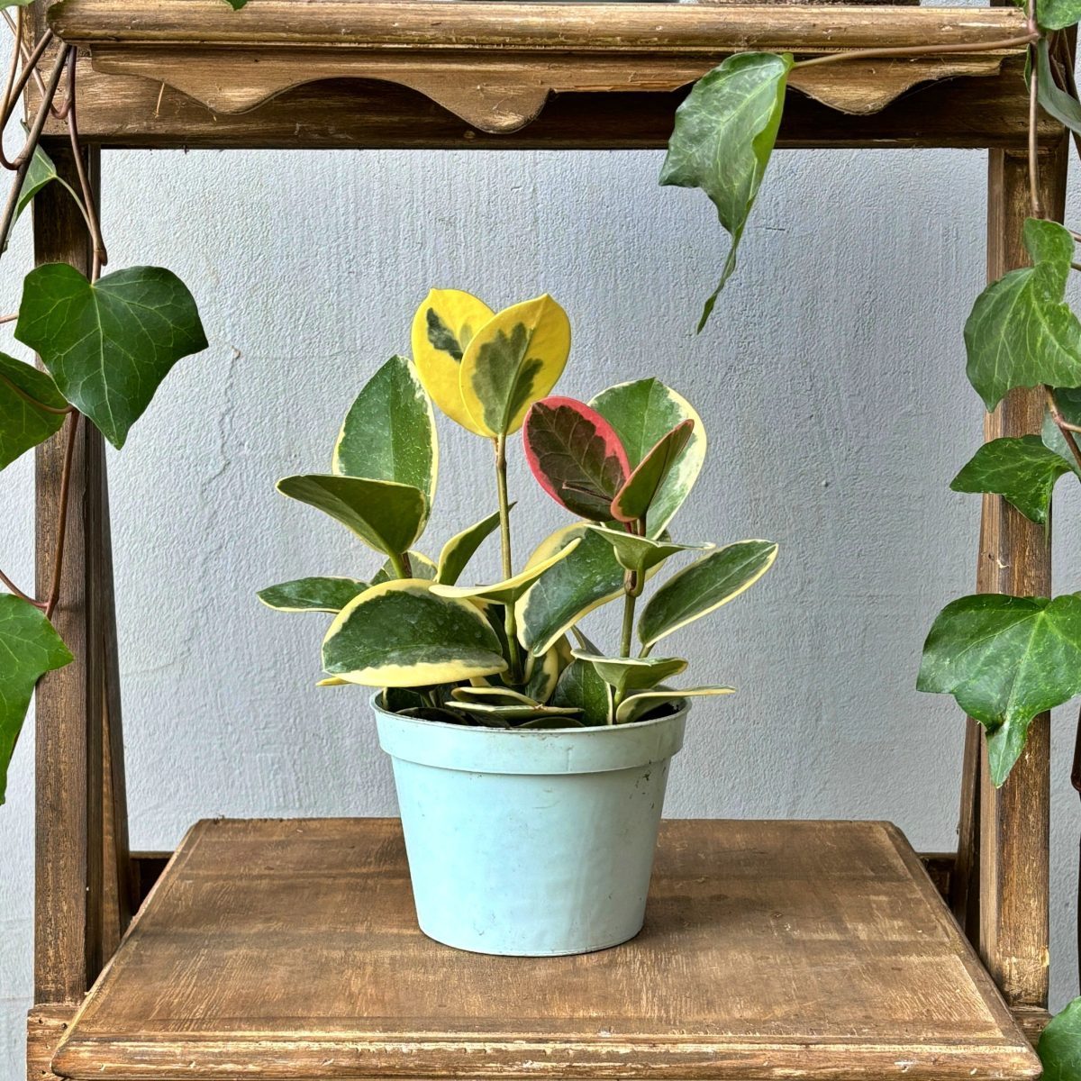 Hoya Australis Blondie P12