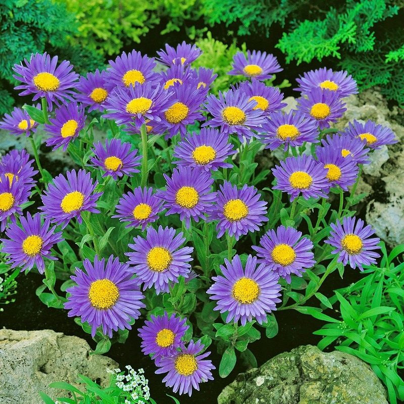 Aster Alpejski Goliath P12