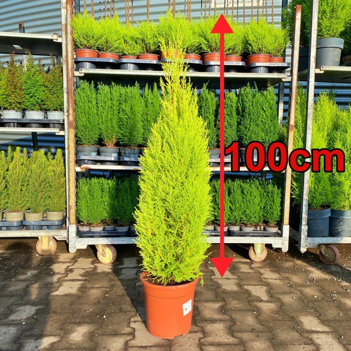 Cyprysik Goldcrest Wilma XXL 100cm P23