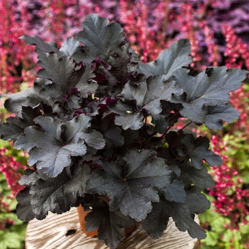 Żurawka Ogrodowa Black Pearl P14