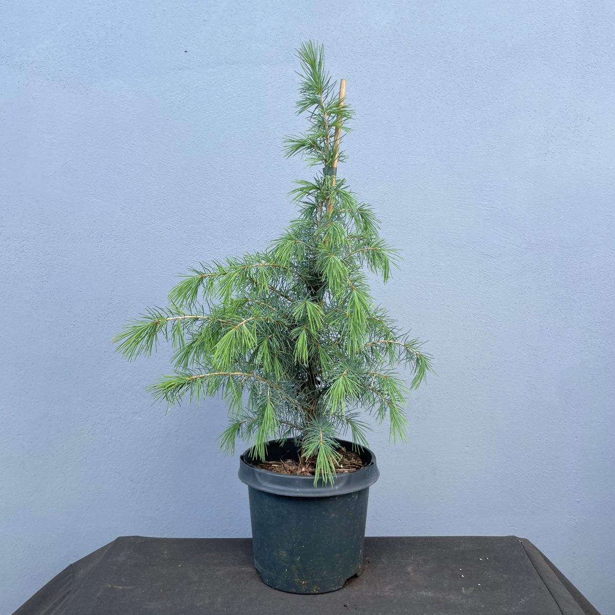Cedr himalajski - Cedrus deodara