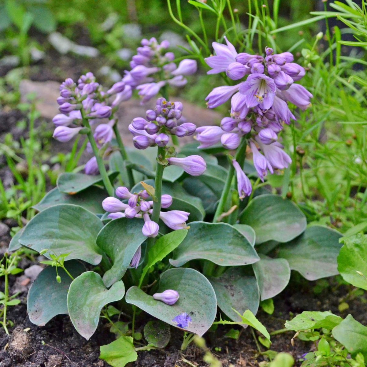 Funkia Hosta Mouse Ears P12