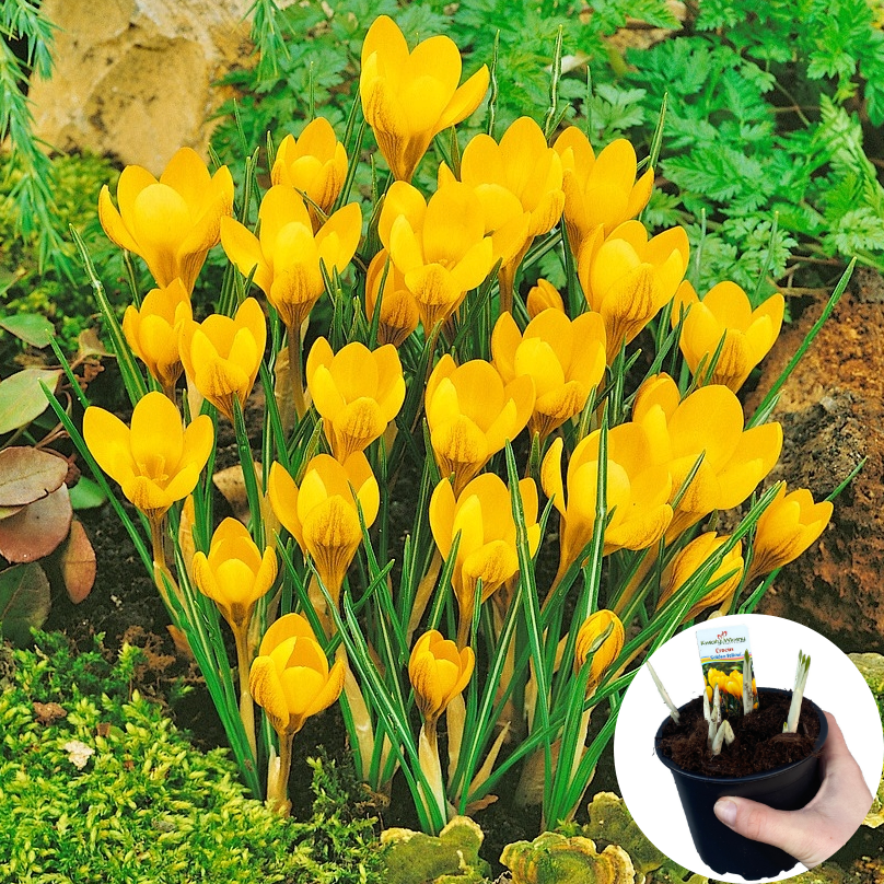 Krokus Żółty P12