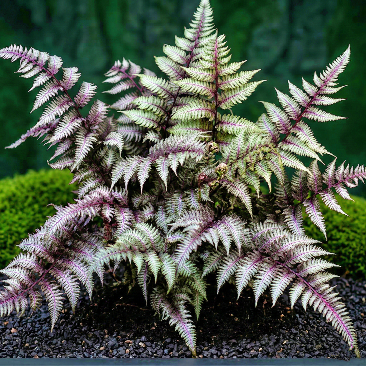 Athyrium Pewter Lace P19