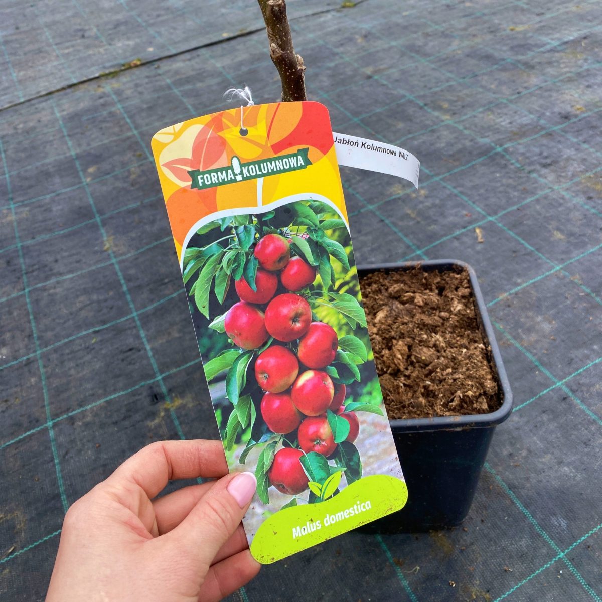 Jabłoń kolumnowa Malus domestica Walz p19