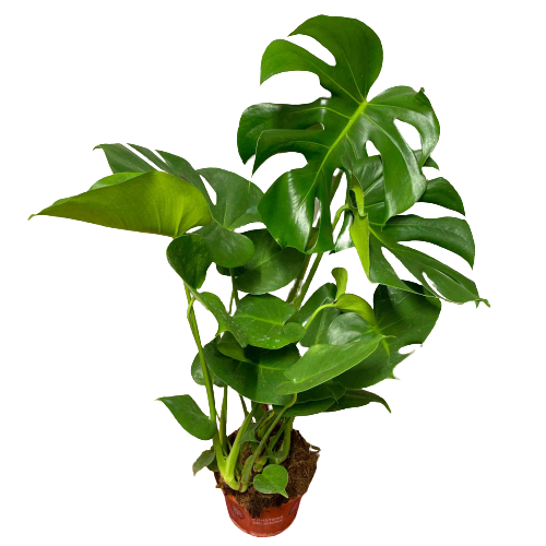 Monstera Dziurawa Deliciosa Duża P17