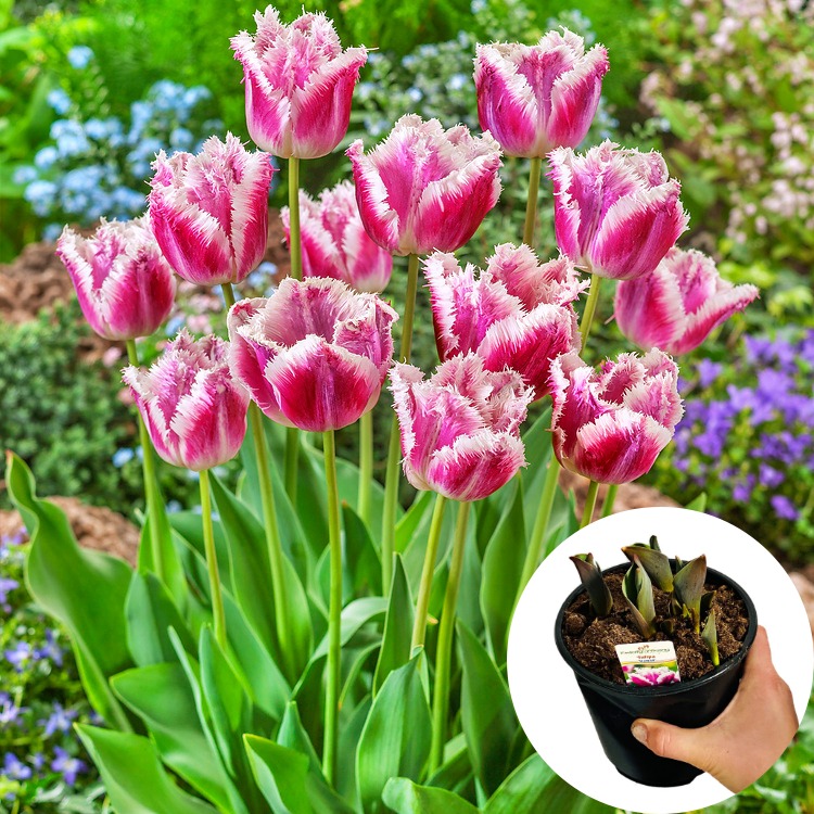 Tulipan Hawaii P14