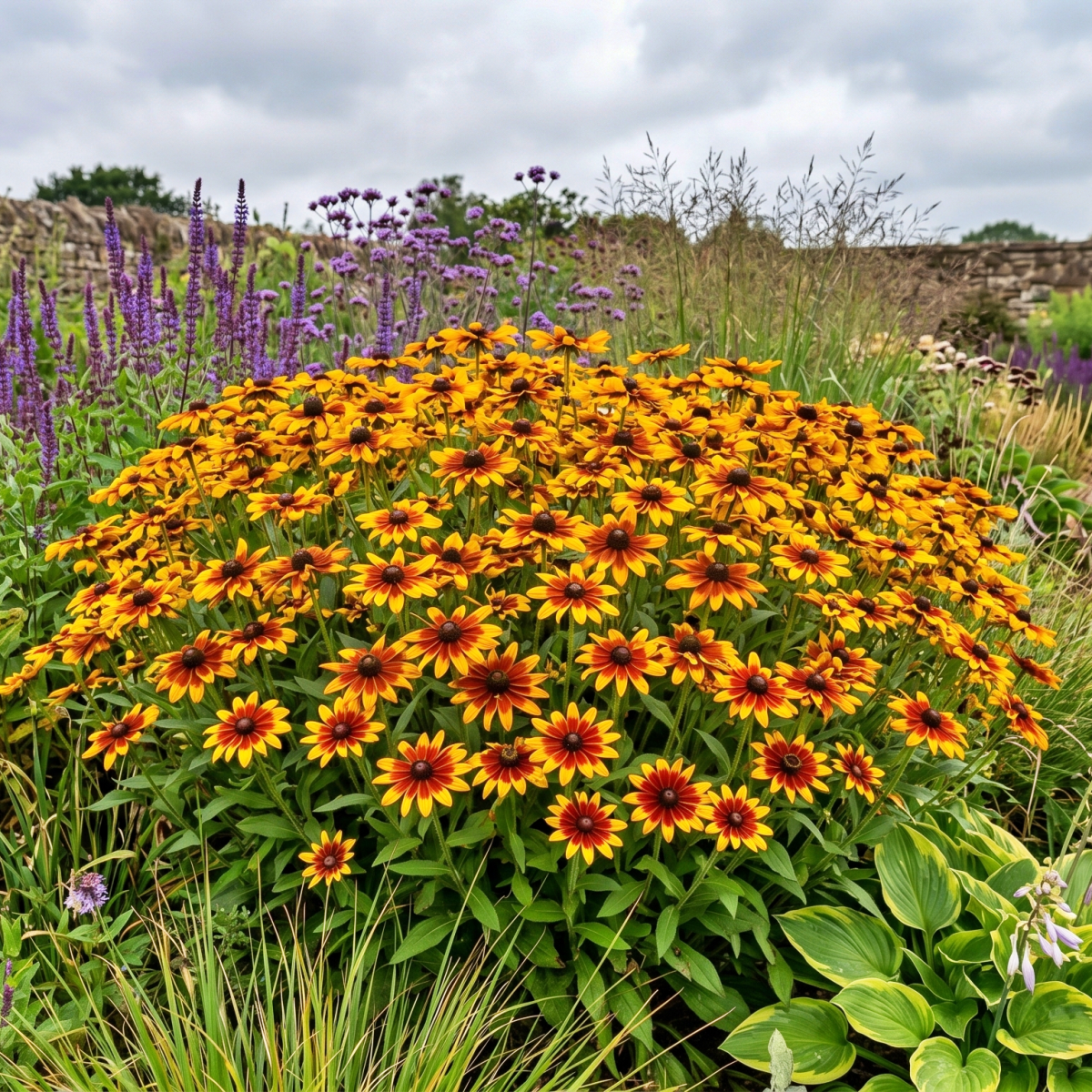 Rudbekia Prairie Glow P14
