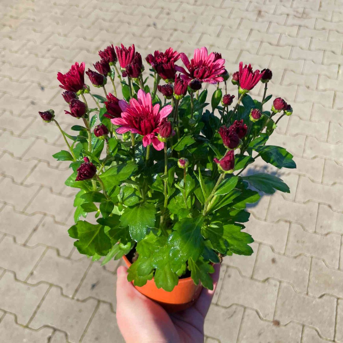 Chryzantema Jasno Różowa Pusta P10.5