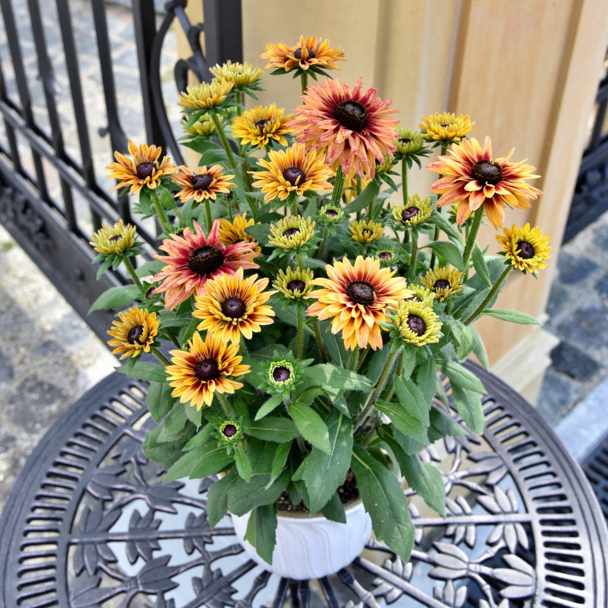 Rudbeckia Flamenco Apricot P14