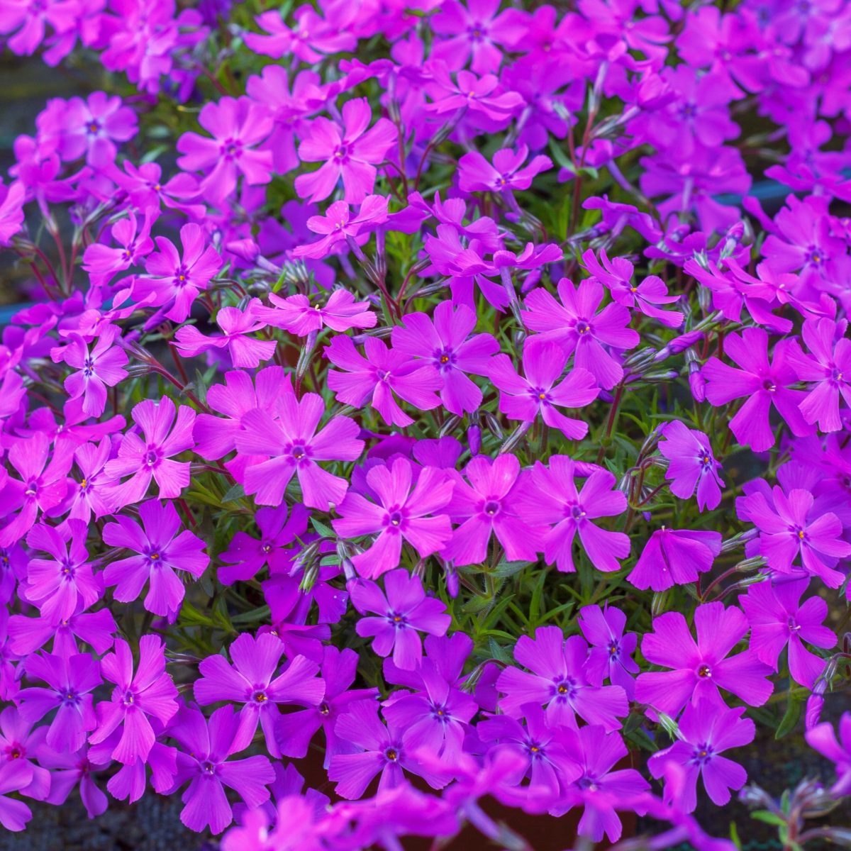 Floks Spring Purple P12