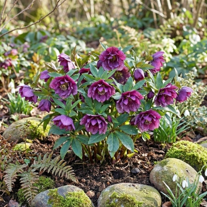 Ciemiernik Purpurowy P17