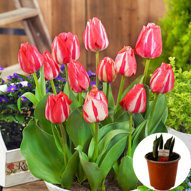 Tulipan Spryng P14