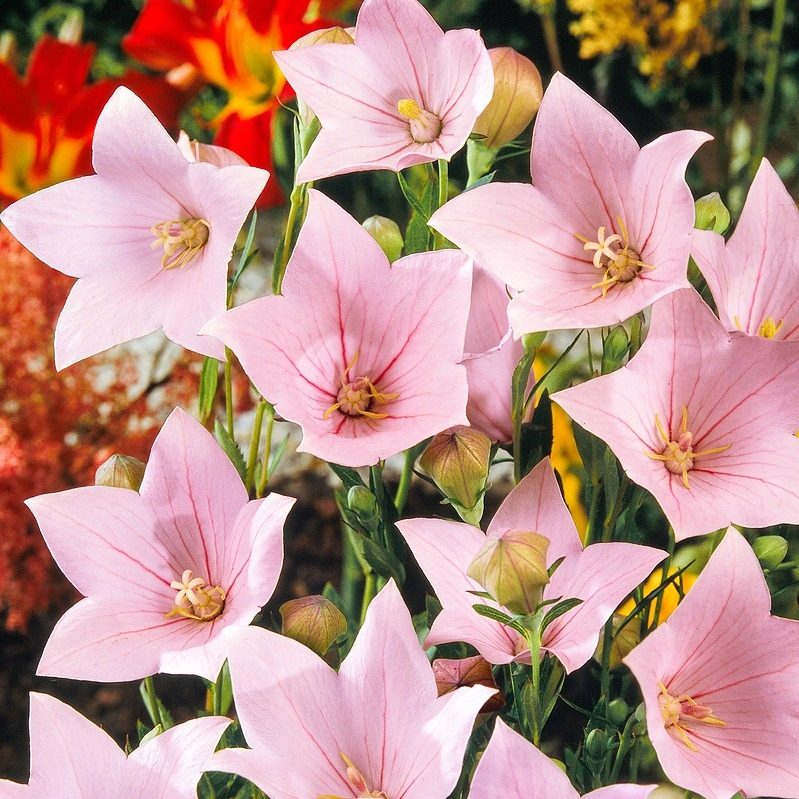 Rozwar Wielkokwiatowy Fuji Pink P12