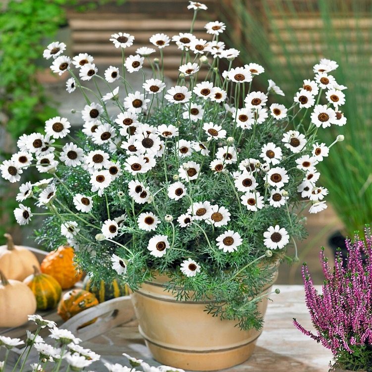 Rhodanthemum Casablanca P12