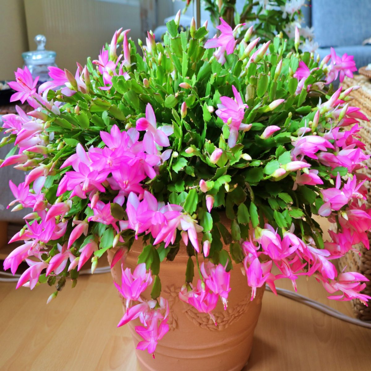 Grudnik Szlumbergera Różowy P13